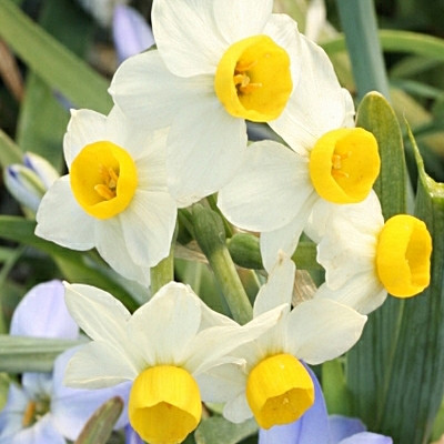 Narcissus 'Canaliculatus'