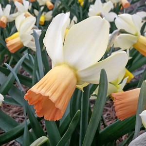 Narcissus 'Carice'