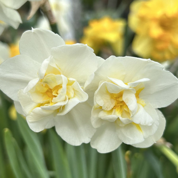 Narcissus 'Cheerfulness'