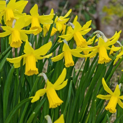 Narcissus 'February Gold'