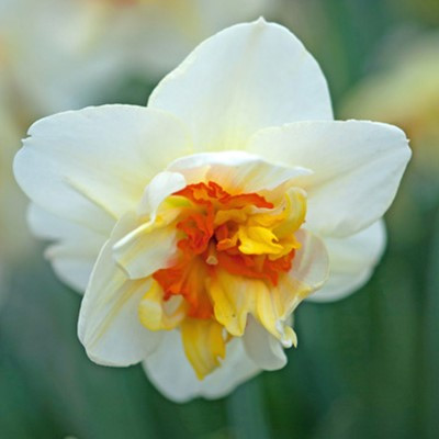 Narcissus 'Flower Drift'