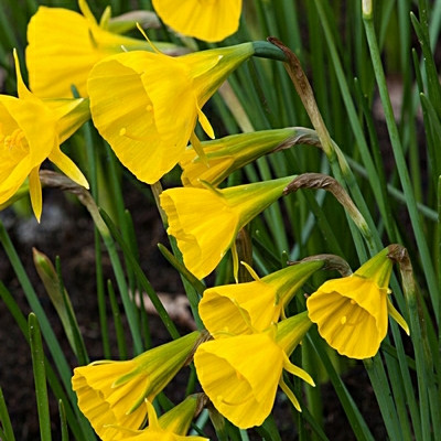 Narcissus 'Golden Bells'
