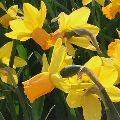 Narcissus 'Jetfire'