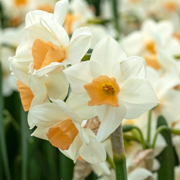 Narcissus 'Kapiti Peach'