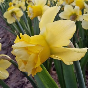 Narcissus 'Milena'