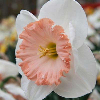 Narcissus 'Mon Cheri'