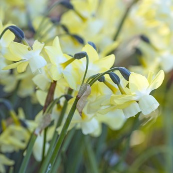 Narcissus 'Moonlight Sensation'