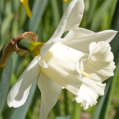 Narcissus 'Mount Hood'