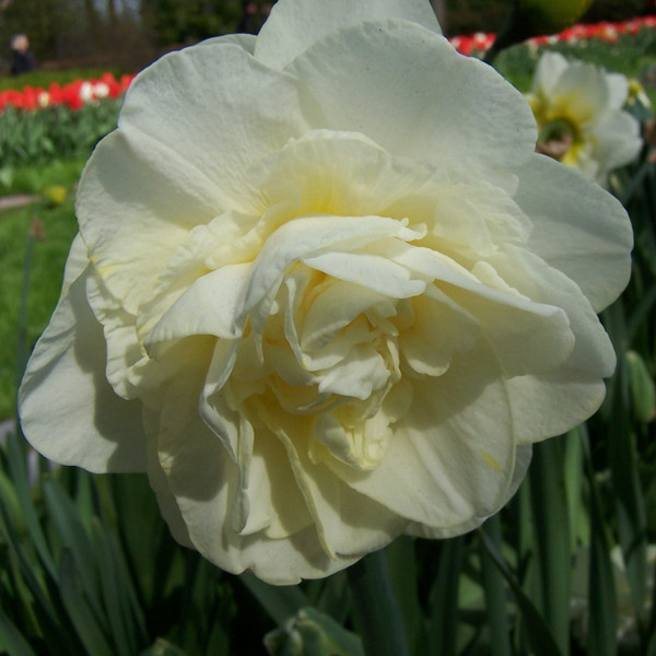Narcissus 'Obdam'
