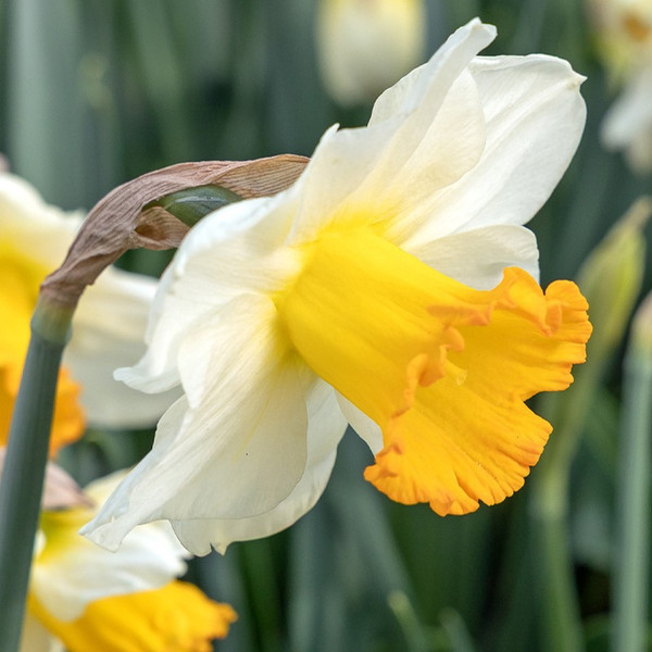 Narcissus 'Orange Sunset'