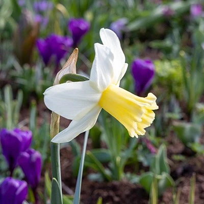 Narcissus 'Princess Amalia'