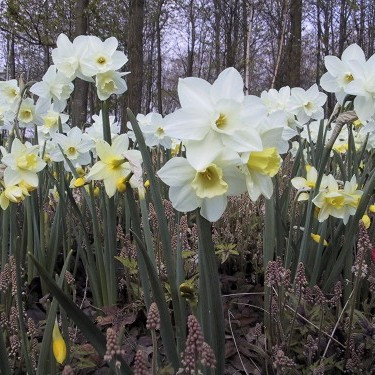 Narcissus 'Pueblo'