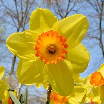 Narcissus 'Red Devon'