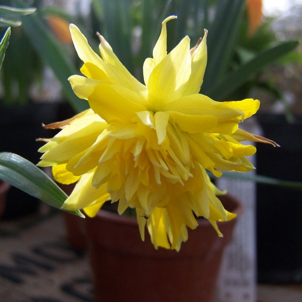 Narcissus 'Rip Van Winkle'