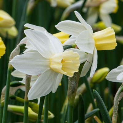 Narcissus 'Sailboat'