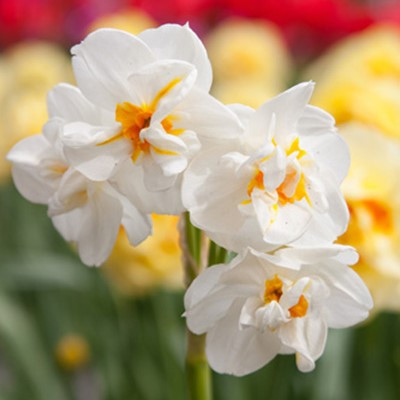 Narcissus 'Sir Winston Churchill'