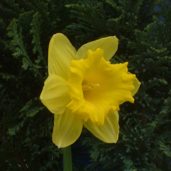 Narcissus 'Standard Value'