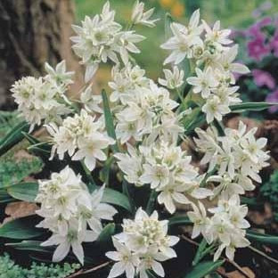 Ornithogalum balansae
