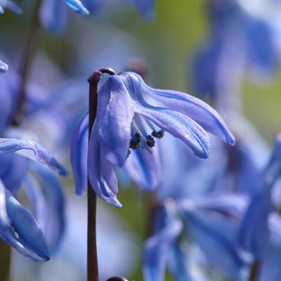 Scilla siberica