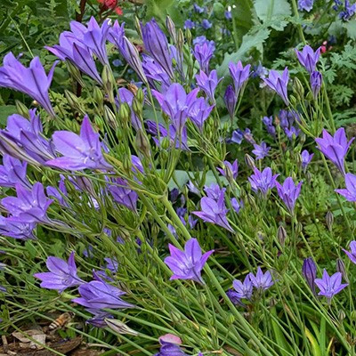 Triteleia 'Corrina'