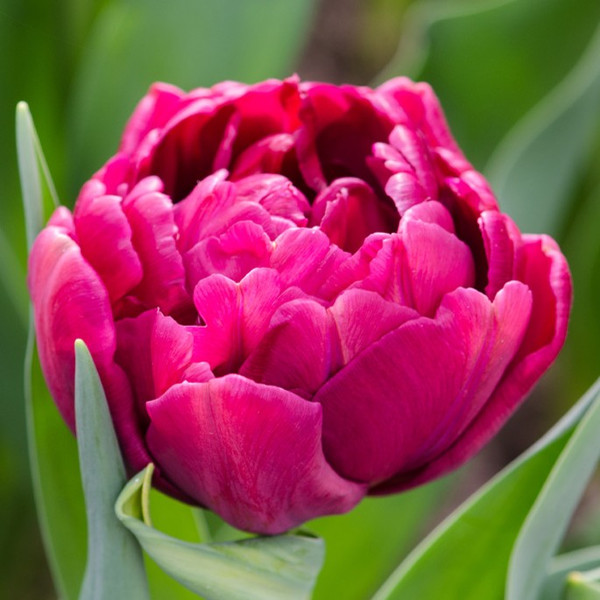Tulipa 'Alison Bradley'