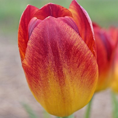 Tulipa 'Amberglow'