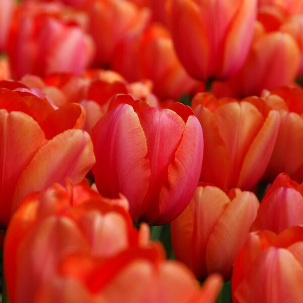 Tulipa 'Apricot Impression'