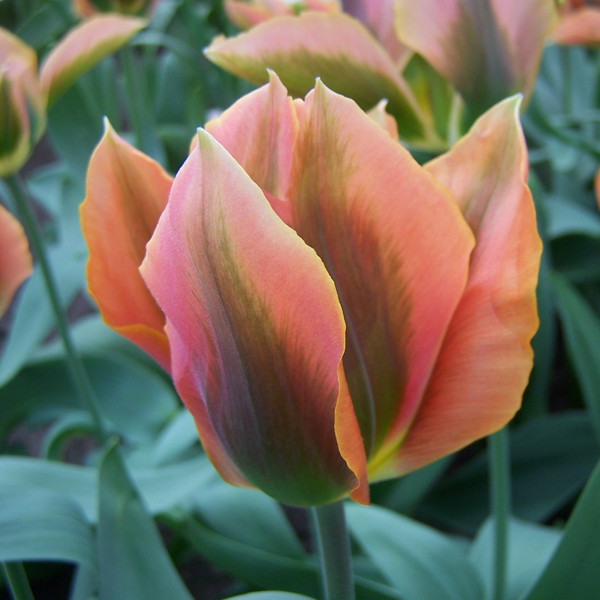 Tulipa 'Artist'