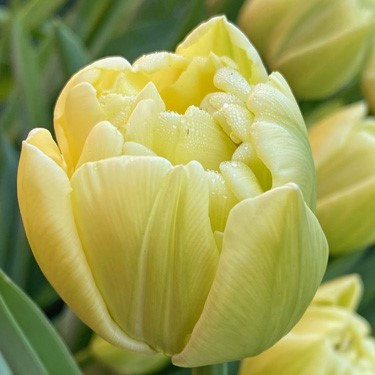 Tulipa 'Avant Garde'