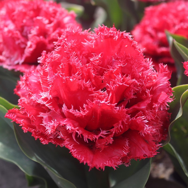 Tulipa 'Bendigo'