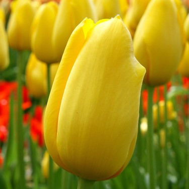 Tulipa 'Big Smile'