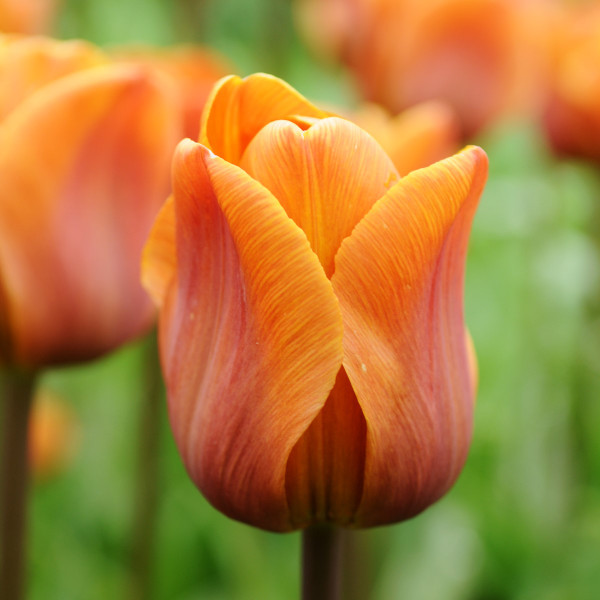 Tulipa 'Cairo'