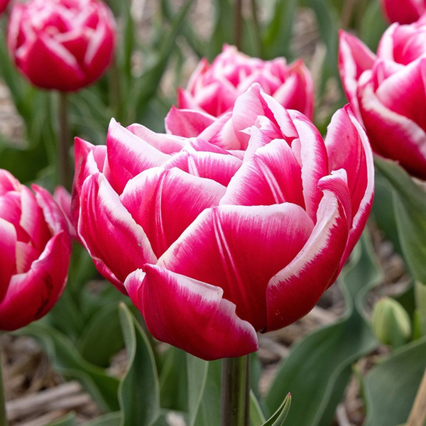 Tulipa 'Columbus'