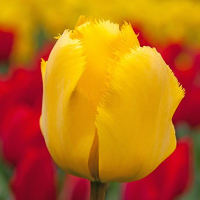 Tulipa 'Crystal Star'