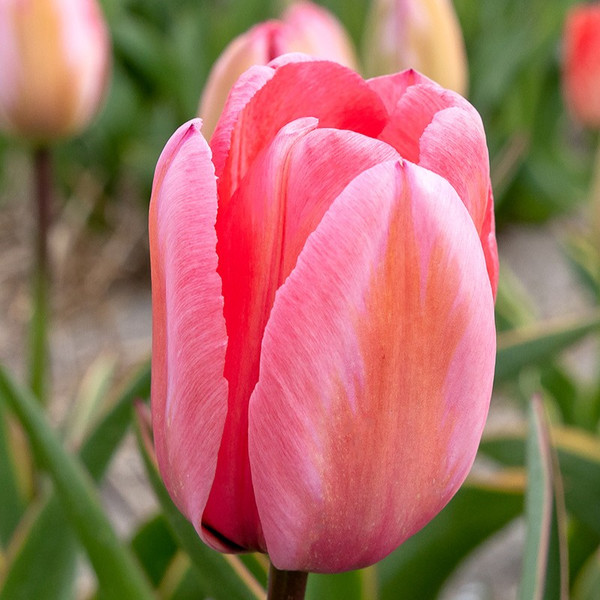 Tulipa 'Design Impression'