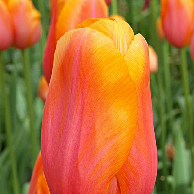 Tulipa 'Dordogne'
