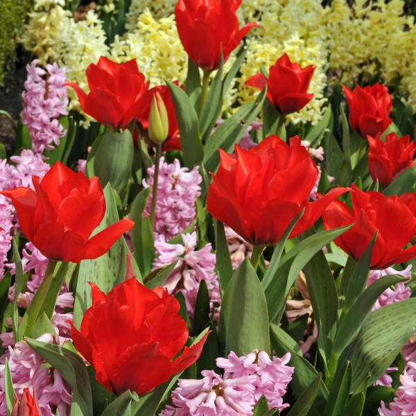 Tulipa 'Double Red Riding Hood'