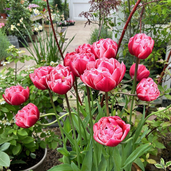 Tulipa 'Drumline'
