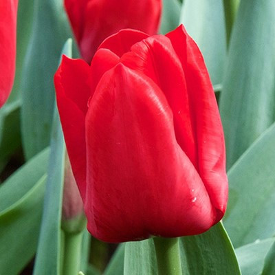 Tulipa 'Escape'