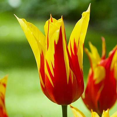 Tulipa 'Fire Wings'