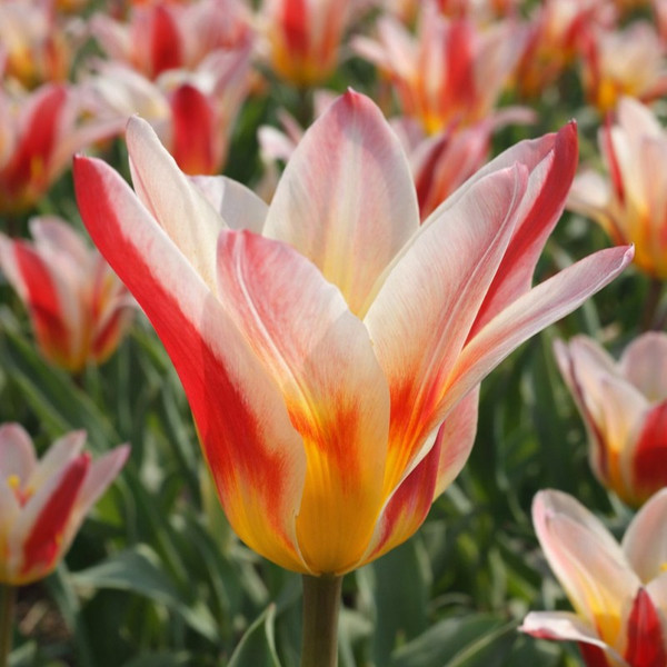 Tulipa 'Floresta'