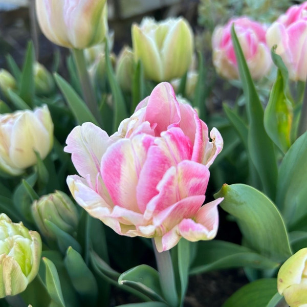 Tulipa 'Foxtrot'