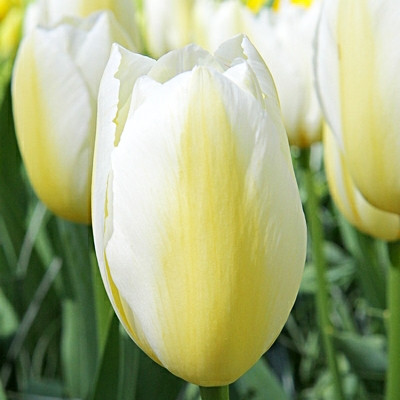 Tulipa 'Francoise'