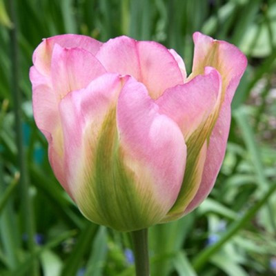 Tulipa 'Greenland'