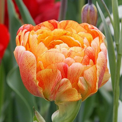Tulipa 'Gudoshnick Double'