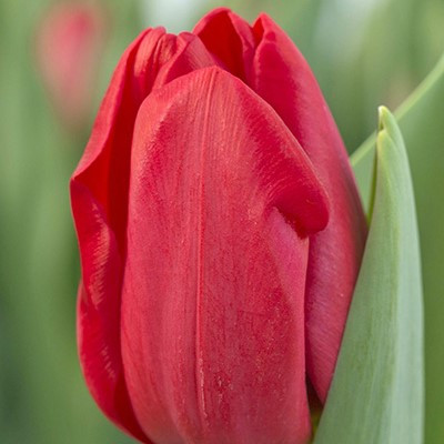 Tulipa 'Heartbreaker'