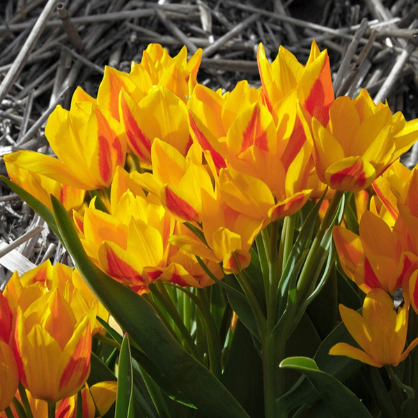 Tulipa heweri