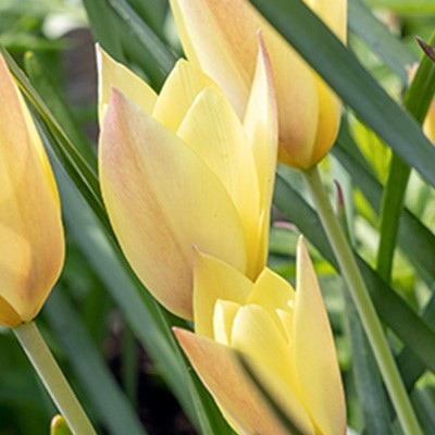 Tulipa 'Honky Tonk'