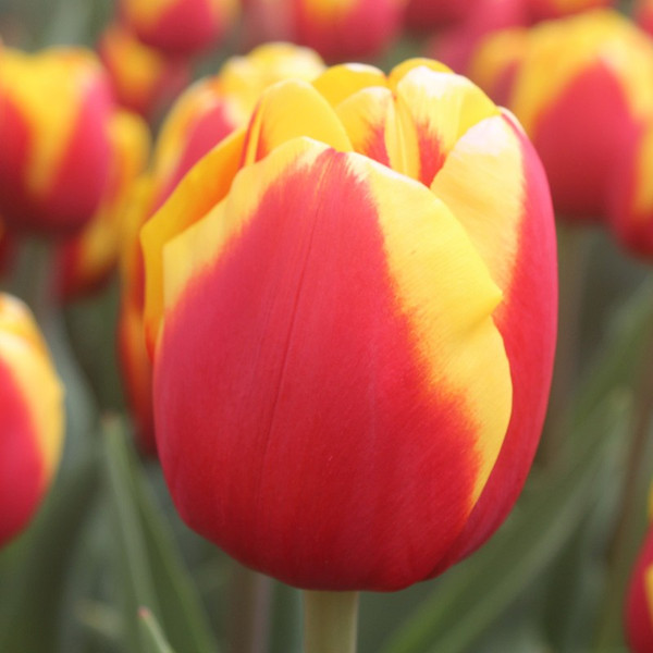 Tulipa 'Jumpshot'