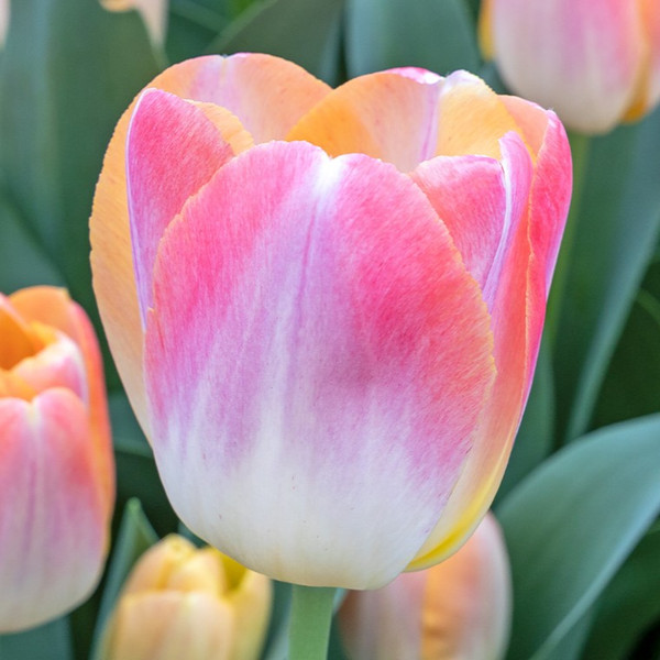 Tulipa 'Kunyun'